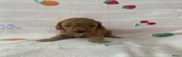 Cockapoo dogs for sale: Beautiful f2 cockapoo pups  in Peterlee - Advert 7