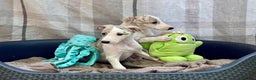 Whippet dogs for sale: AVAILABLE Kc reg healthy, sweet, gentle whippets - Advert 15