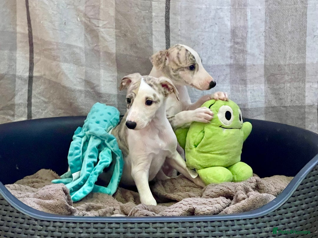 Whippet dogs for sale: AVAILABLE Kc reg healthy, sweet, gentle whippets - Advert 15