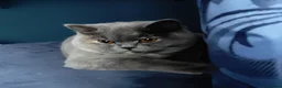 British Shorthair cats for sale: Two fantastic BSH pedigree sisters GCCF registered - Advert 2