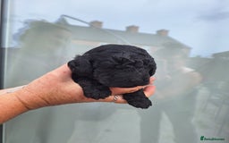 Sproodle dogs for sale: Sproodle Merle puppies  - Image 9