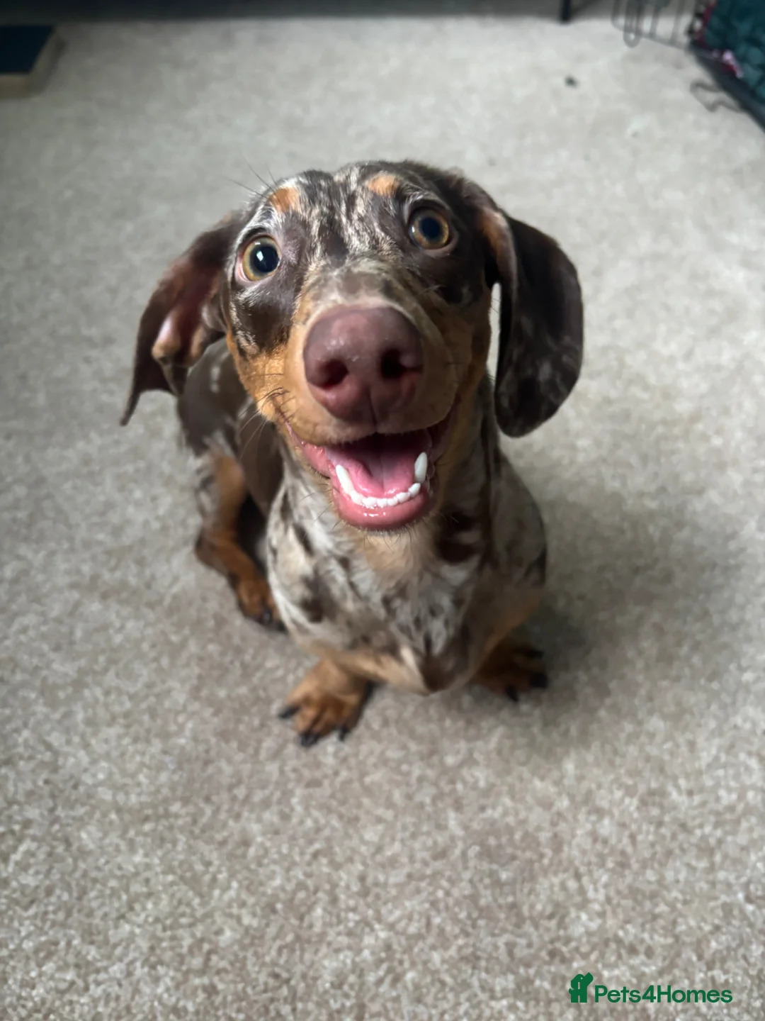 Miniature Dachshund dogs for sale: Sadie the short haired miniature dachshund - Advert 1