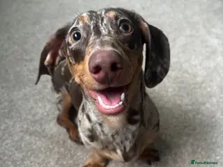 Miniature Dachshund dogs Sadie the short haired miniature dachshund - Advert 5