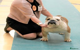 English Bulldog dogs for sale: Champion sired female bulldog for sale  - Image 9