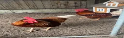 Chickens poultry for sale: 2 Male Gold Line Chickens - Advert 2