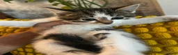 Mixed Breed cats for sale: 1 girl fluffy tabby - Advert 5
