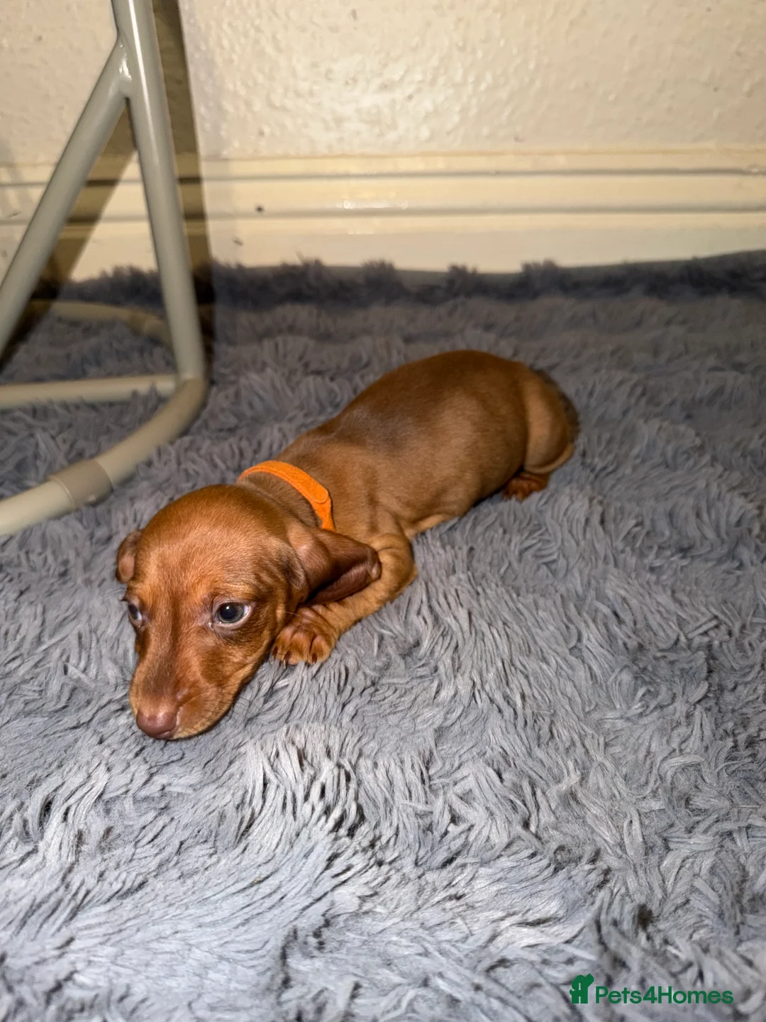 Dachshund dogs for sale: Miniature Dachshund Puppies Available 🐾 - Advert 19