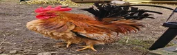 Chickens poultry for sale: Seramas and large fowl - Advert 3
