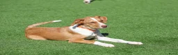 Mixed Breed dogs for adoption: Loyal by name - Loyal in nature - Advert 15