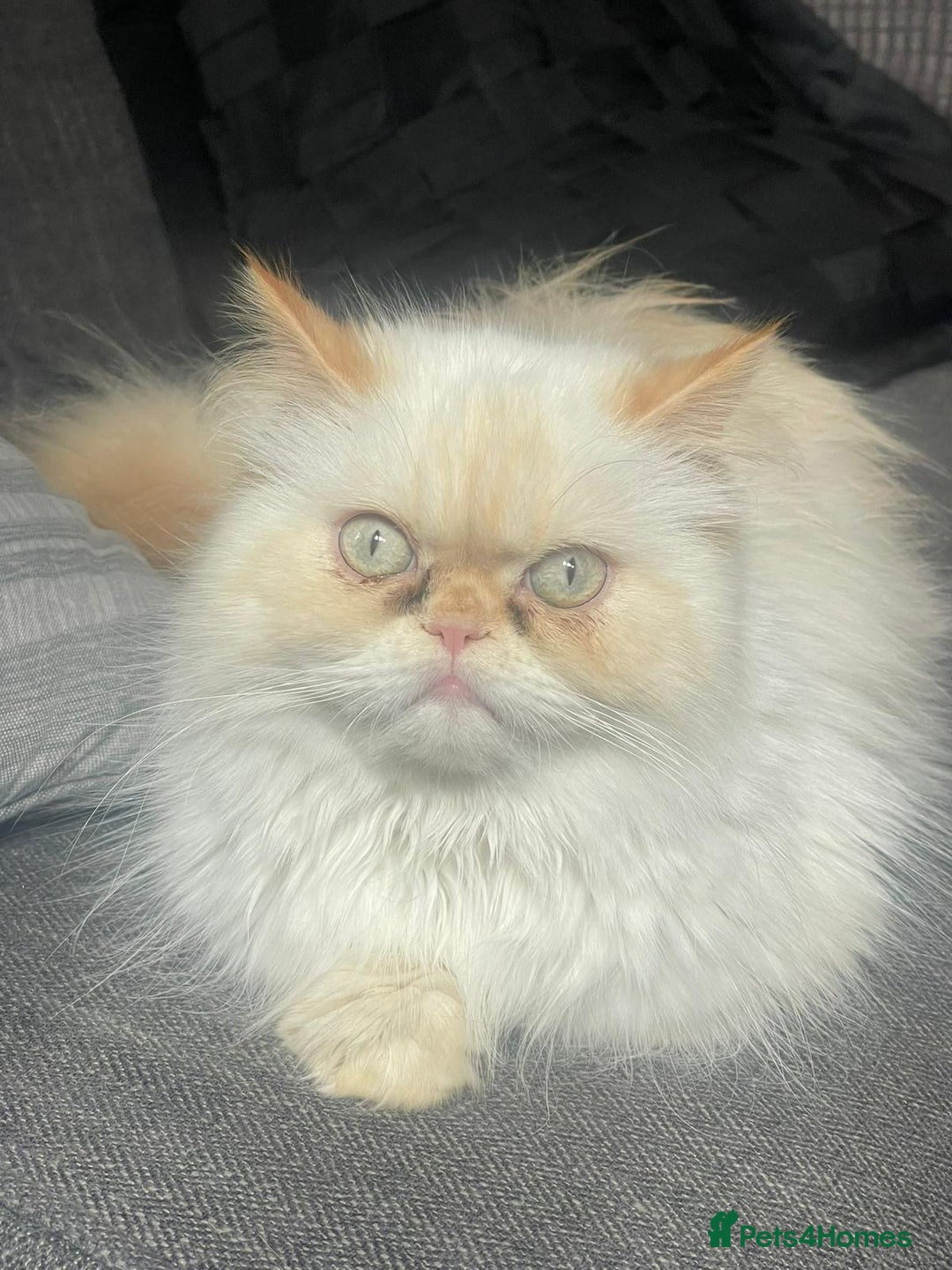 Persian cats for sale: 3 Beautiful Persian Ragdoll - Advert 2