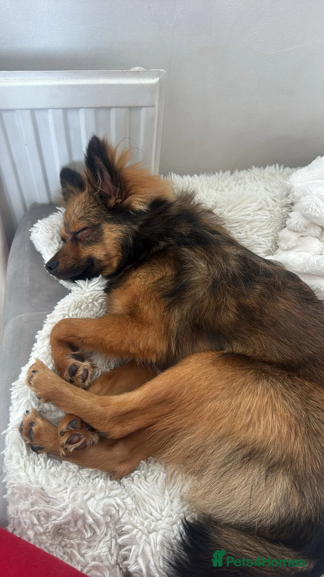 Pomeranian dogs for sale: Brindle pomeranian  in Bridgwater - Advert 1