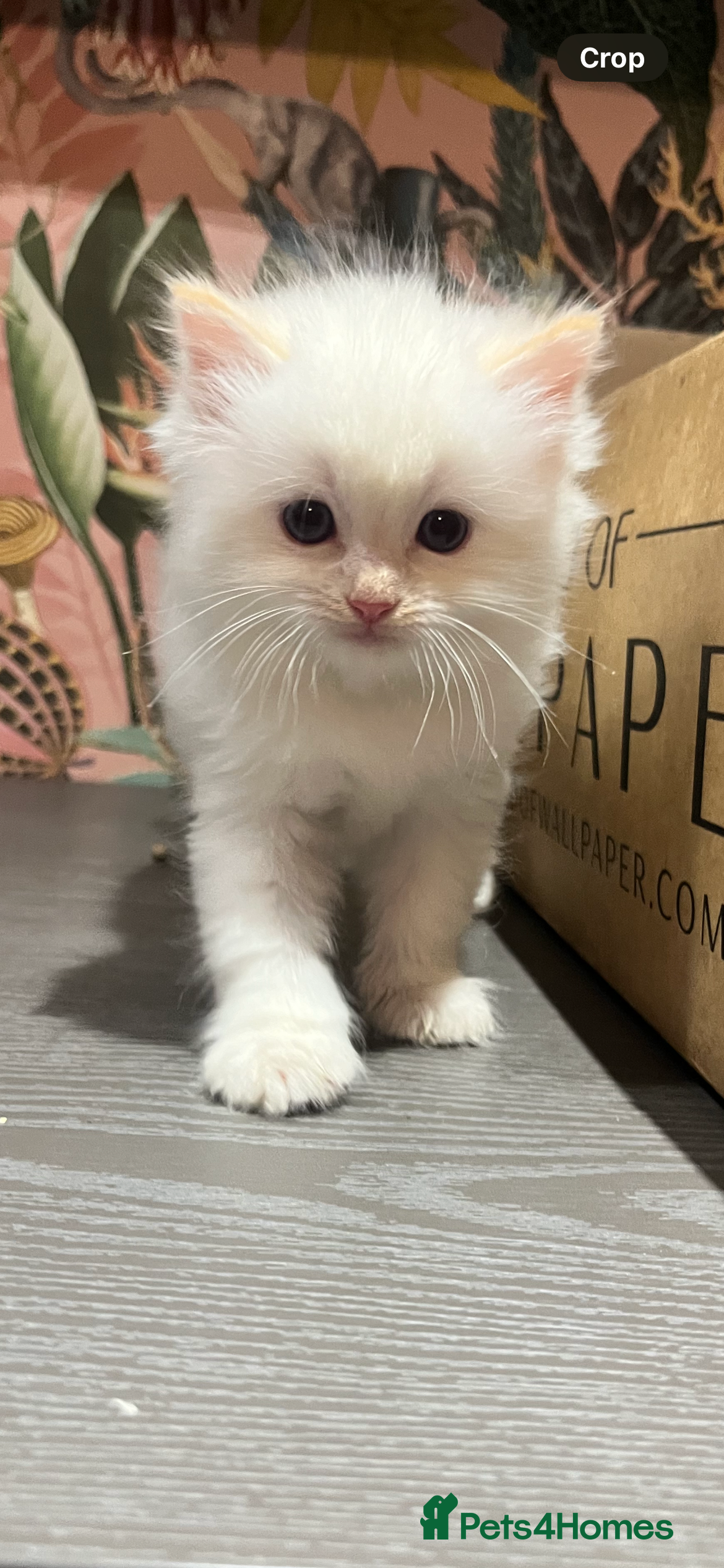 Ragdoll cats Last remaining flame point  - Advert 2