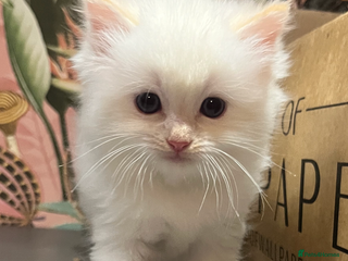 Ragdoll cats Last remaining flame point - Advert 2