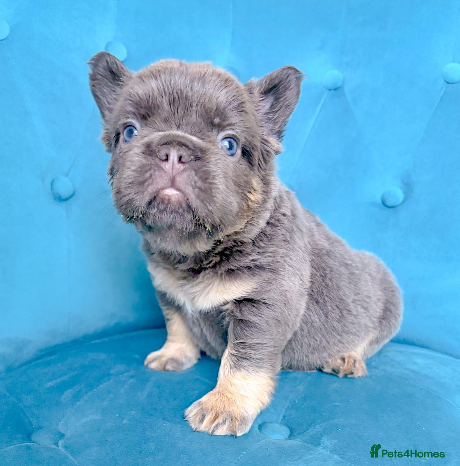 French Bulldog dogs 🐻Lilac,blue🐻 - Advert 1