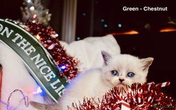 British Shorthair cats for sale: BSH Males and Females available  - Image 11