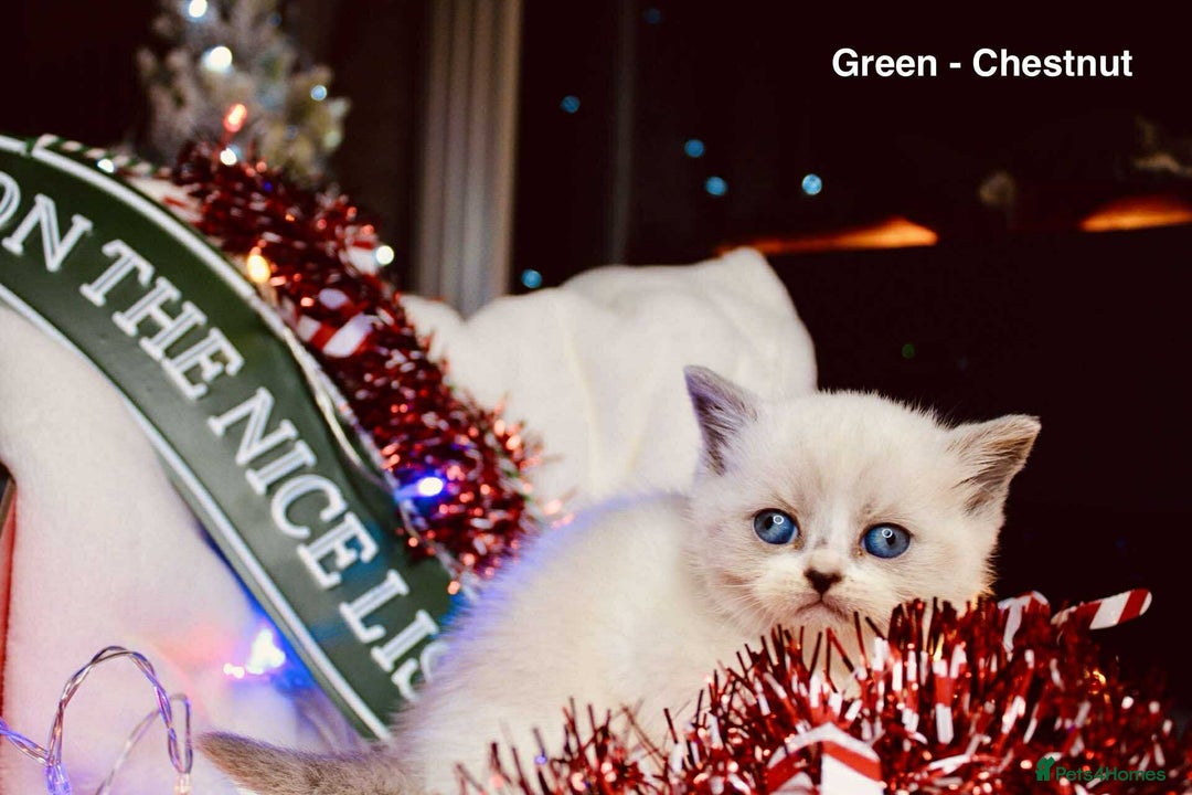 British Shorthair cats for sale: BSH Males and Females available  - Image 11