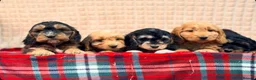 Cockapoo dogs for sale: STUNNING COCKAPOO PUPPIES READY NOW  - Advert 4