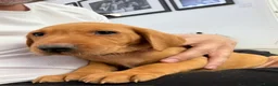 Labrador Retriever dogs for sale: Labrador puppies from a loving family home. - Advert 6