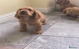 Cocker Spaniel dogs for sale: OUT STANDING GOLDEN SHOW TYPE COCKER SPANIEL  - Image 37