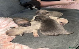 French Bulldog dogs for sale: Female French bulldog puppies - Advert 4