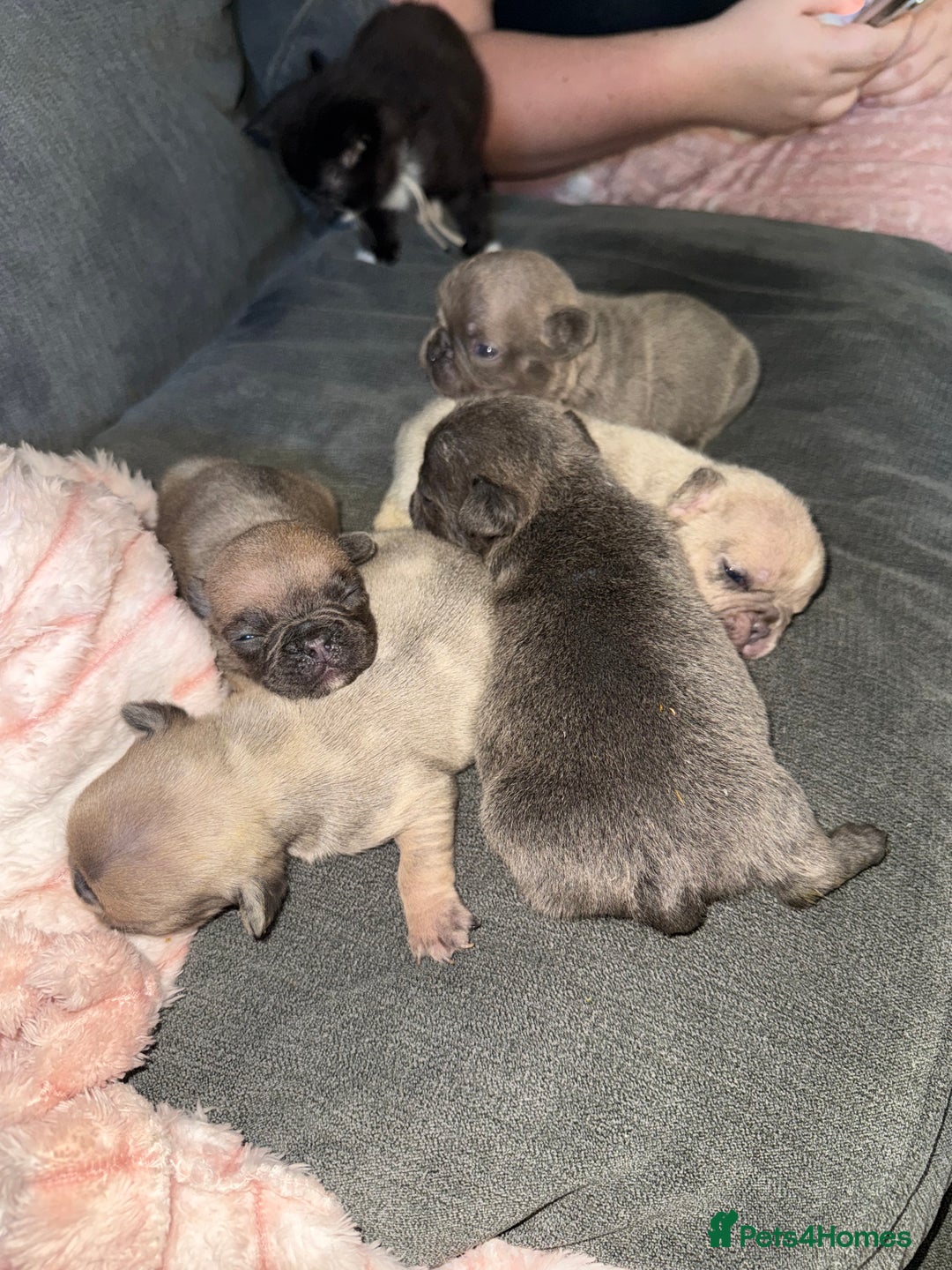 French Bulldog dogs for sale: Female French bulldog puppies - Advert 4