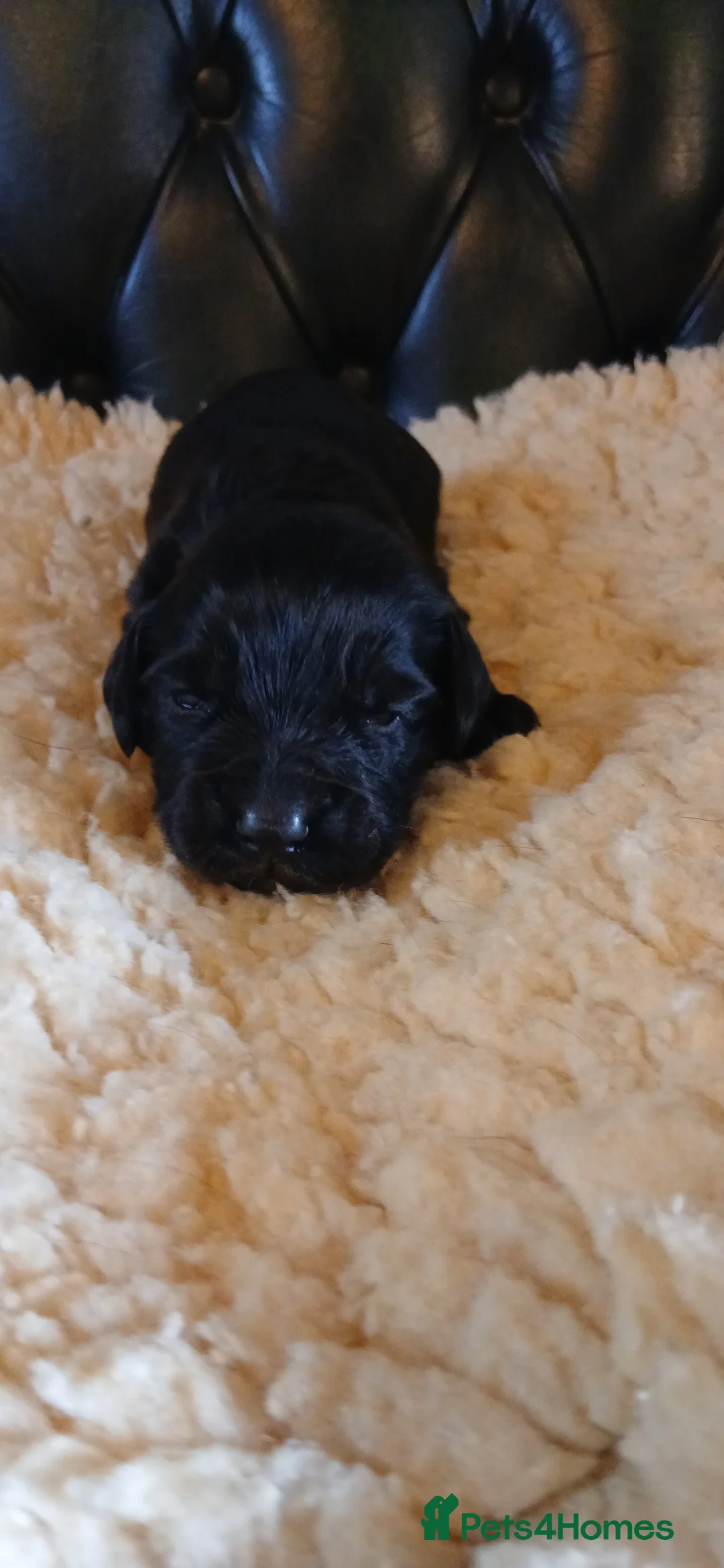 Cocker Spaniel dogs for sale: Kc Reg Health tested working Cocker spaniels  - Advert 14