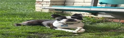 Boston Terrier dogs for stud: Handsome KC Registered Boston Terrier  - Advert 9