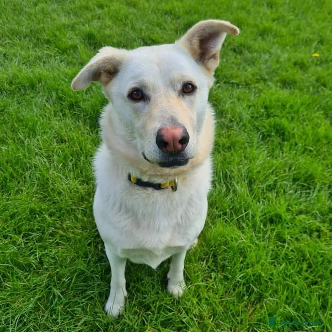 Mixed Breed dogs for adoption: Handsome Fivos Huskey X Shepherd in Norwich - Advert 3