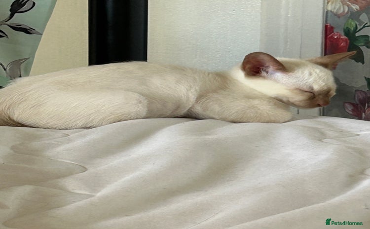 Siamese cats in Derby - Advert 12