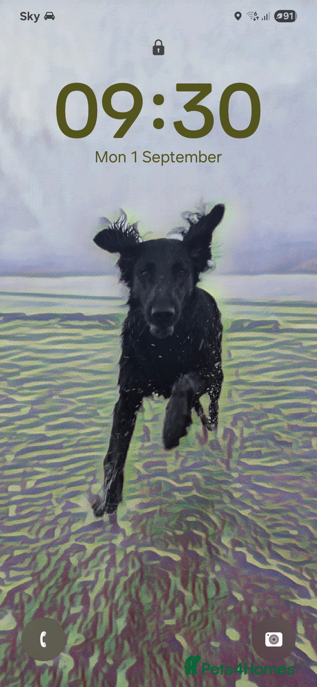 Flat coated Retriever dogs for sale: Flat coat retriever  - Image 1