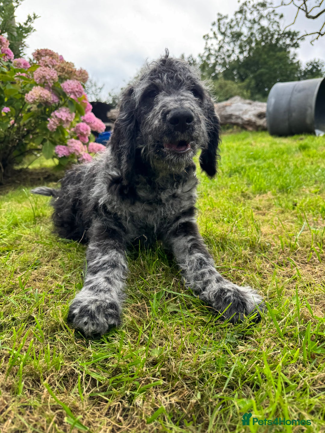 Goldendoodle dogs for sale:  F1b golden doodle puppies ready to go.  in Llandeilo - Image 27