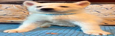 Light blue collar