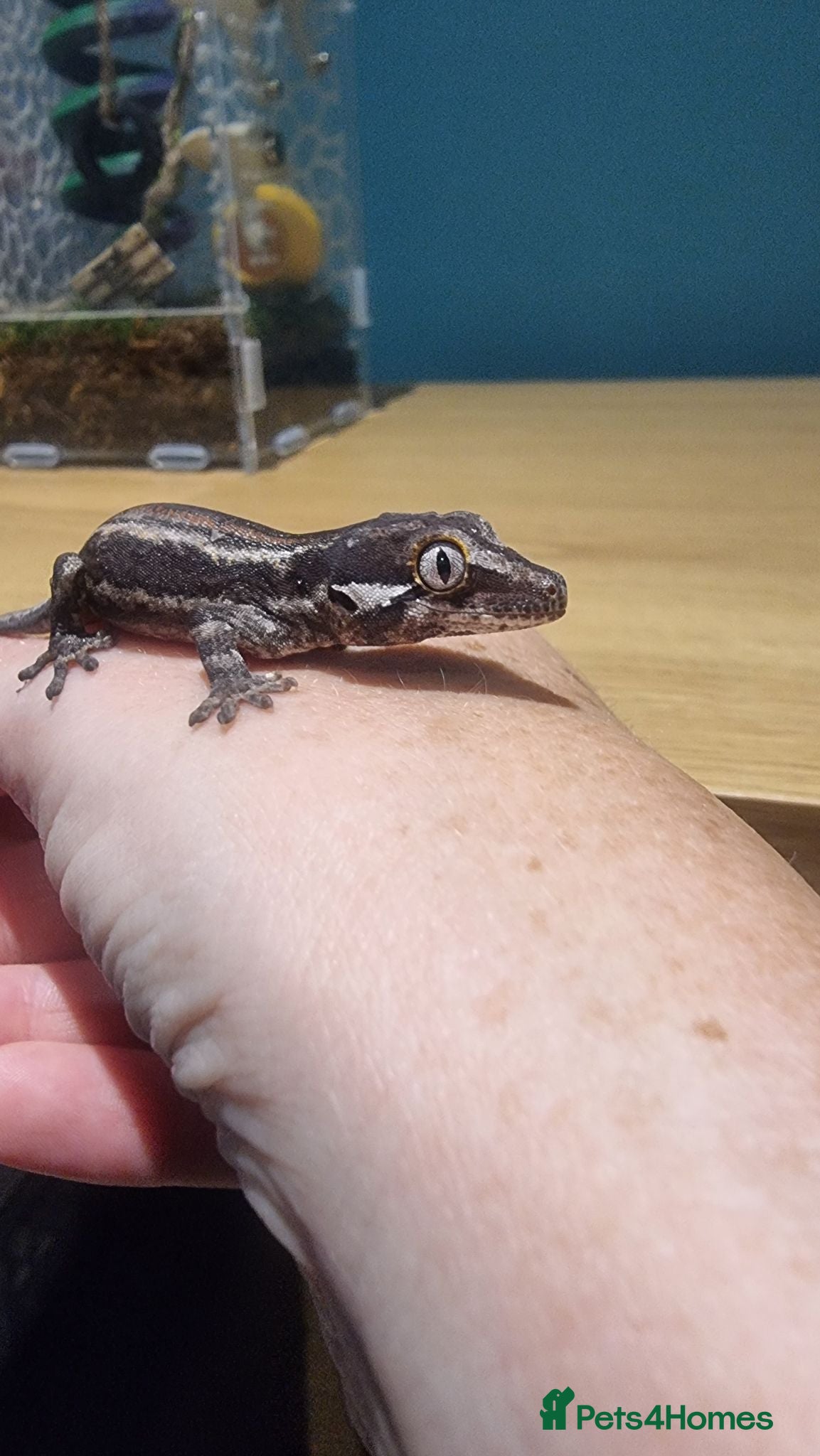Gecko reptiles Gargoyle Gecko - Advert 2