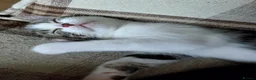 Mixed Breed cats for sale: Kittens for sale - Advert 1