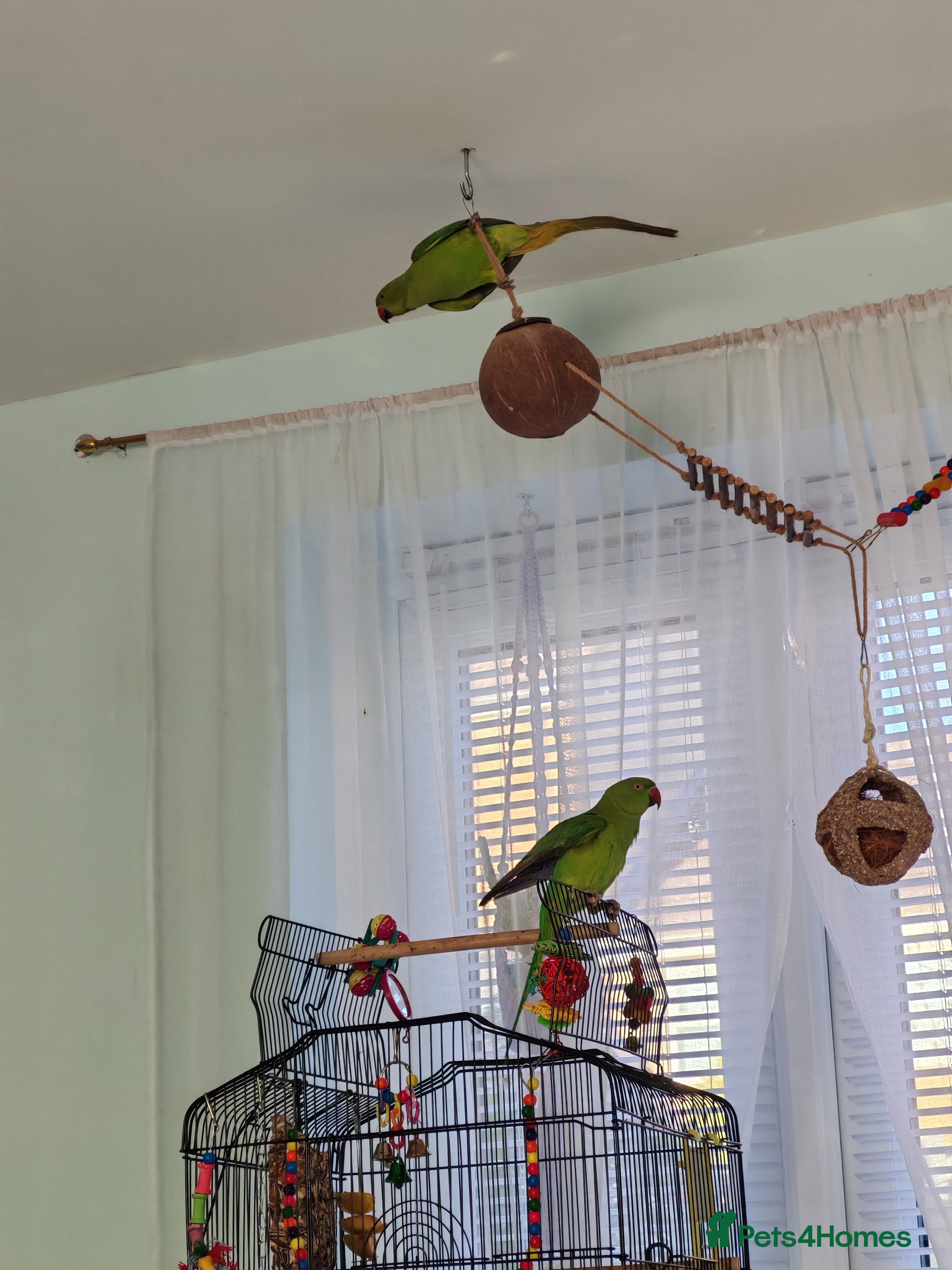 Ringnecks birds Ringneck mixed  - Advert 3