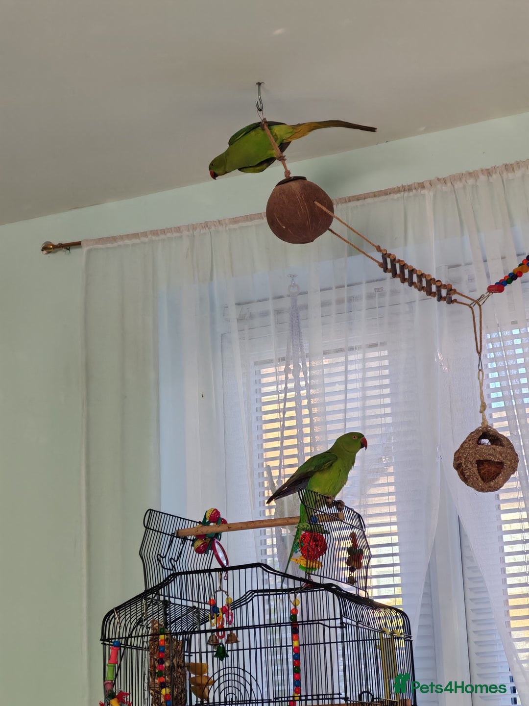 Ringnecks birds for sale: Ringneck mixed  - Advert 1