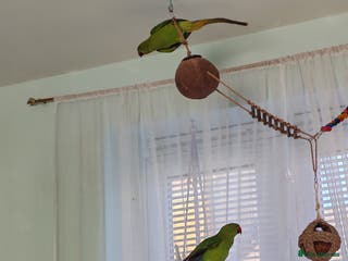 Ringnecks birds Ringneck mixed - Advert 11