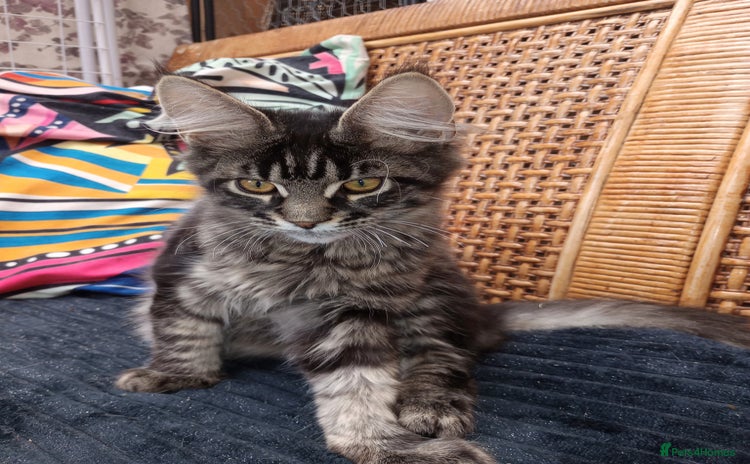 Maine Coon cats - Advert 3