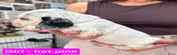 Cocker Spaniel dogs for sale: Stunning Show Cocker Spaniel puppies DNA tested - Advert 25