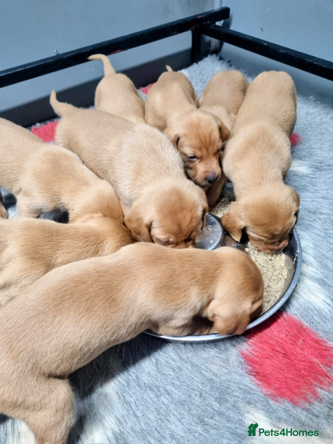 Hungarian Vizsla dogs for sale: Vizslador Puppies  - Advert 12