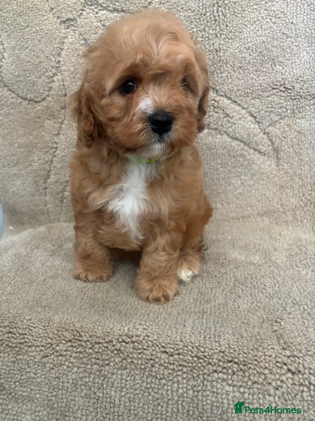 Cavapoo dogs for sale: F1 Cavapoo puppy’s BOTH PARENTS HEALTH TESTED  - Advert 10