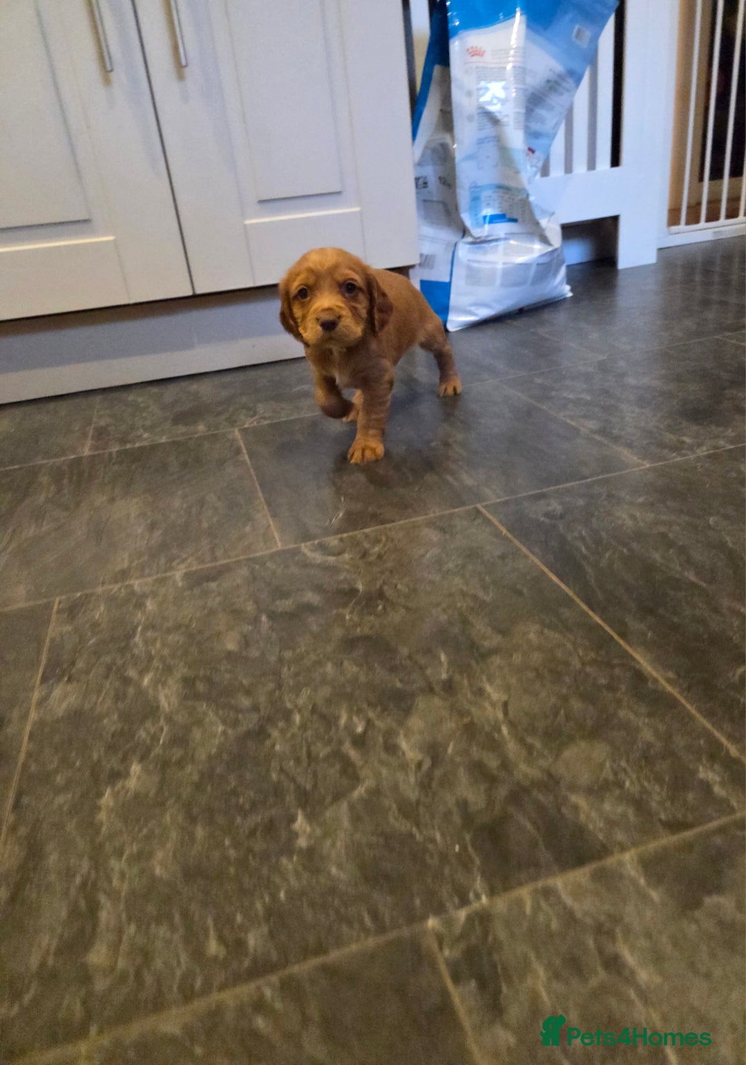 Cocker Spaniel dogs for sale: Beautiful cocker spaniel pups  - Advert 11