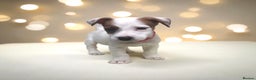 Jack Russell dogs for sale: Jack Russel Molly  - Advert 2