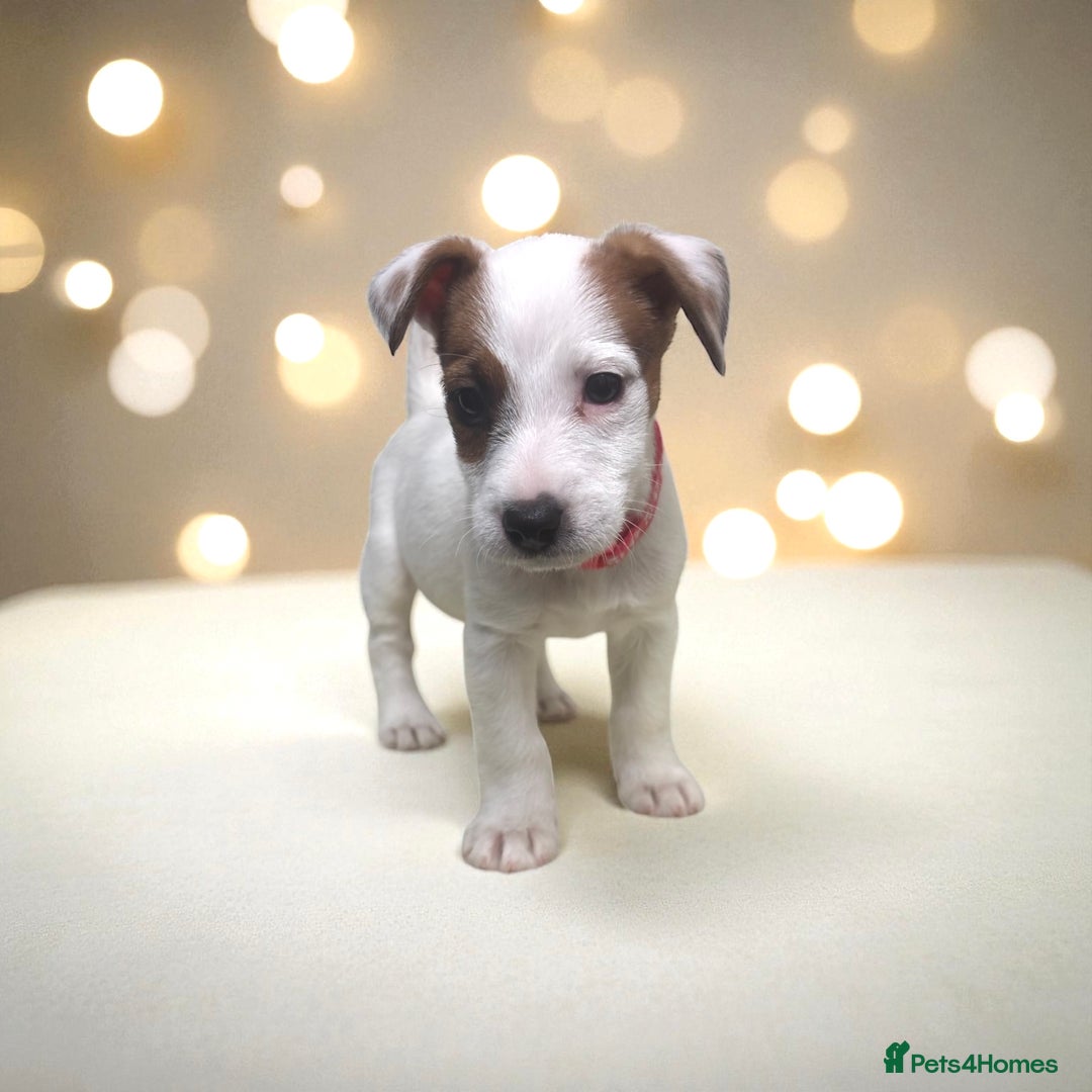 Jack Russell dogs for sale: Jack Russel Molly  - Advert 2