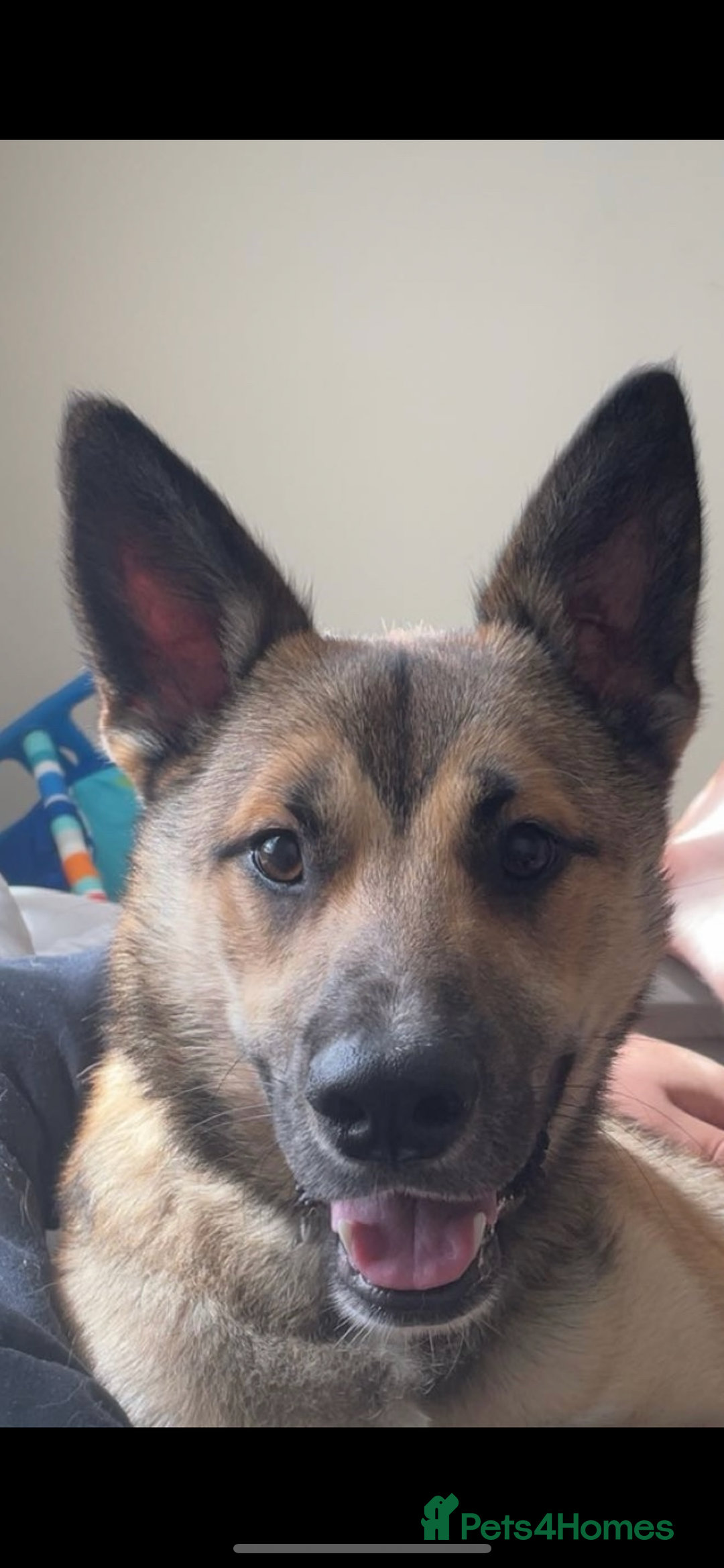 Mixed Breed dogs for sale: Ghost  - Image 5
