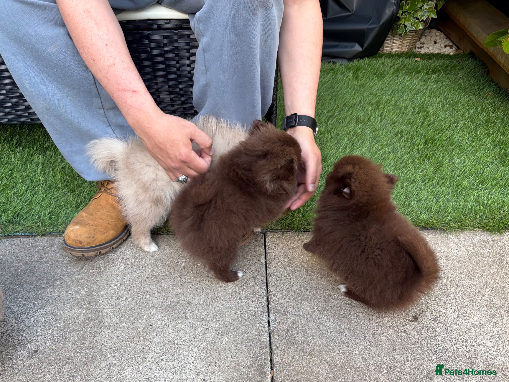 Pomeranian dogs  READY NOW! KC✨DNA 100% POM!🧬HEALTH TESTED!🧬 - Advert 3