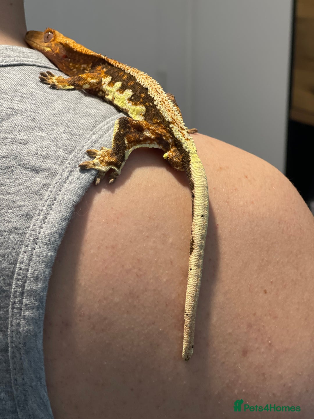 Gecko reptiles for sale: Crested Gecko - Advert 26