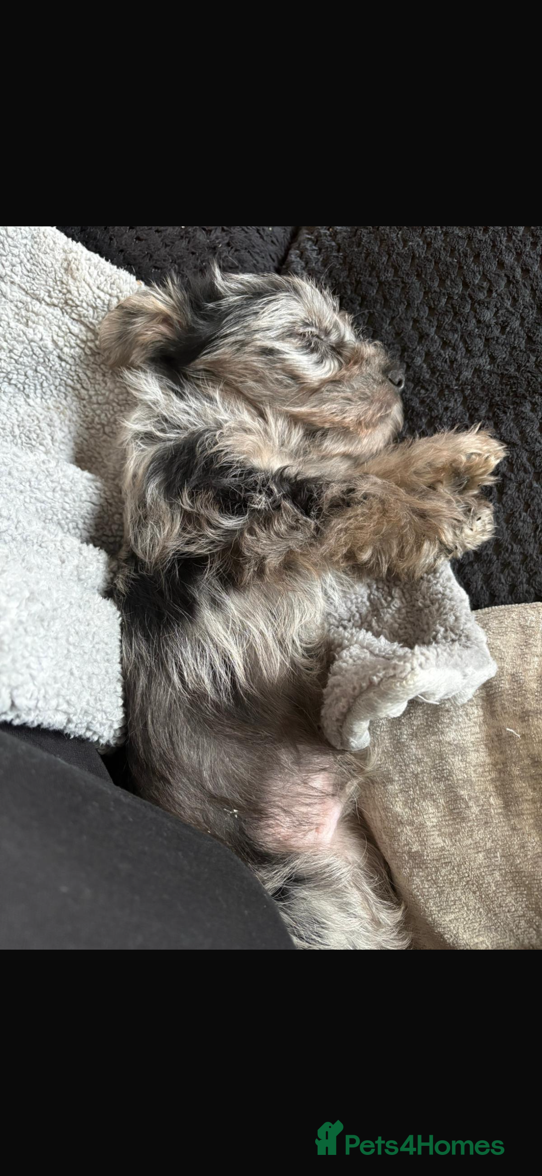 Yorkshire Terrier dogs for sale: Yorkshire terrier pup  - Advert 5