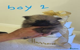 Pomeranian dogs for sale: Tiny Pomeranian puppys - Image 4