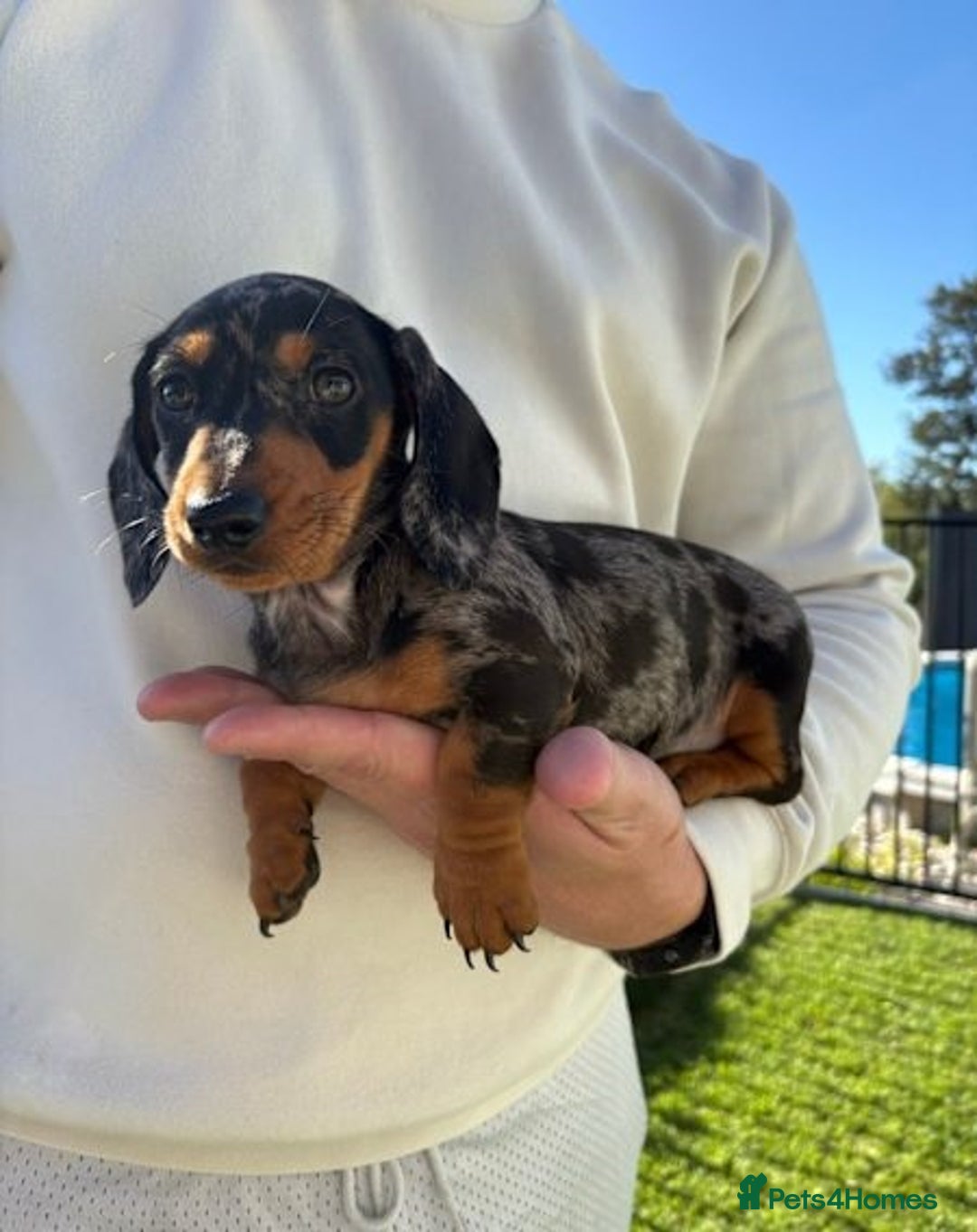 Miniature Dachshund dogs for sale: Purebred mini doxies dapples shorthair - Image 6